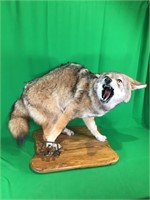Coyote in Trap on Wood Plaque