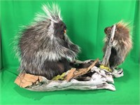 Porcupines Mounted On Wood