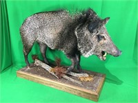 Wild Boar Mounted On Wooden Plaque