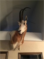 Huge Taxidermy and firearms liquidation