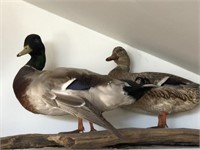 Pair of Mallard Ducks Mount on Log