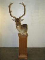 Spotted Fallow Deer Pedestal Mount