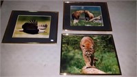 Three Wildlife pictures inch by 11.5"
