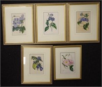 Five botanical lithographs