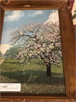 HAND TINTED CHERRY BLOSSOM PHOTO IN ANTIQUE FRAME