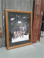 Timber Wolf framed picture