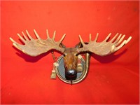 Plastic Moose head 12"Hx 20"W
