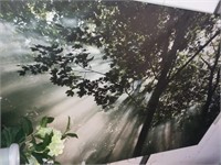 Extra Large Print on Canvas; Trees