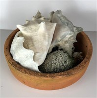 Collection of Large Sea Shells and More