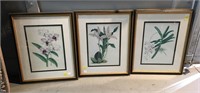 Set Of 3 J. Nugent Fitch Botanical Colored Prints