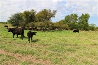 83.5 +/- Acres of Fenced Pasture