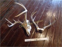 Deer Antlers & Skull