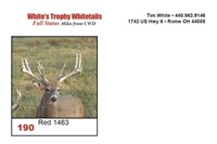 Red 1463 Trophy Buck