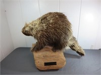 *Cool Wisconsin Porcupine Mount on Wood