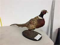 Pheasant on stand