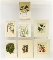 Early Botanical Prints