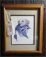 Framed print of Golden retriever with pintail