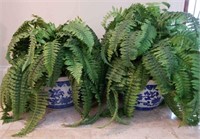 Blue and White Planters and Ferns