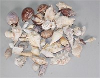 Collection of Pacific Island seashells