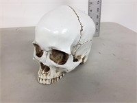 halloween skull (prop)