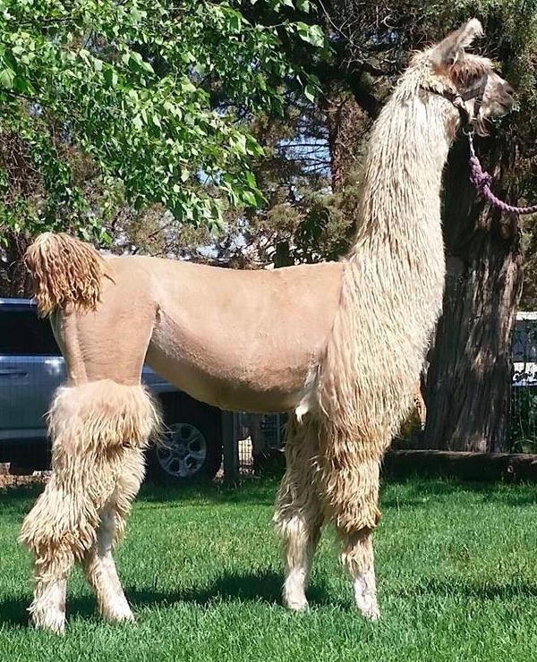 Oktoberfest Online Llama Auction
