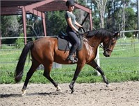 2018 Solomon Farm Riding Horse and Pony Fall Sale