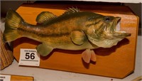 Fish  mount