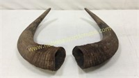 Large Buffalo Horn Caps 
15”
