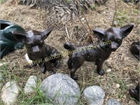 Pair Of Chihuahua Dogs