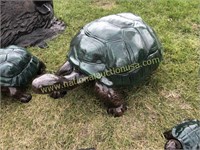 Medium Turtle