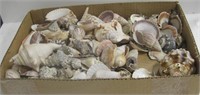 Large Lot Of Sea Shells