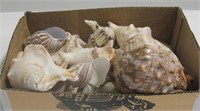 Box Lot Of Sea Shells