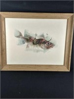 1956 Framed Fish Print