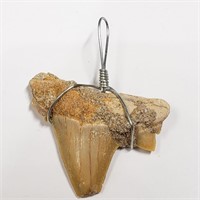 $100   Real Shark Tooth Miscellaneous
