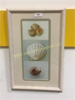 17” by 11” framed seashell print with glass
