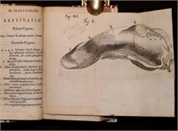 [Anatomy, Marcello Malpighi, 1669]