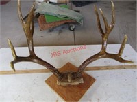 5 Point Buck Antlers