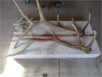 2-Big Heavy Elk Antlers