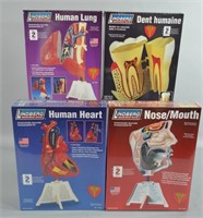 4pc Lindberg Human Anatomy Model Kits Sealed