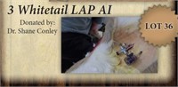 Whitetail LAP AI