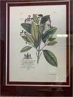 Raymond Waites Framed Botanical Print