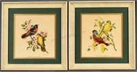 Vintage Vincent Bird and Botanical Prints