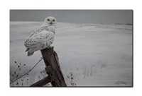 Robert Bateman's "Ready For The Hunt- Snowy Owl" L