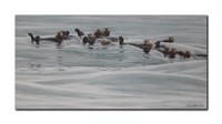 Robert Bateman's "Raft Of Otters" Limited Edition