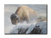 Robert Bateman's "Winter Bison" Limited Edition Ca