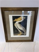 American White Pelican Print