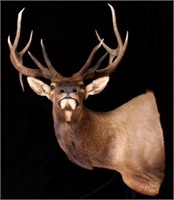 Montana Rocky Mountain Trophy Elk Shoulder Mount