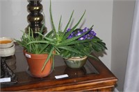 Aloe Vera & African Violet Plants