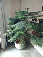 Potted Pine tree