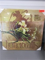 Hemerocallis Canvas Picture ~ 24 x 24